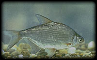 Silver bream (Blicca bjoerkna)