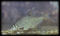 Common bream (Abramis brama)