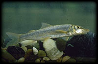 Balcanic barbel (Barbus meridionalis petenyii)