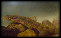 Stone loach (Barbatula barbatula)