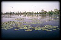 Dead Tisza at halszi