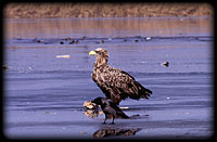 White-tailed eagle (Haliatus albicilla)