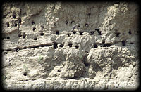 Sand Martin (Riparia riparia) colony on a steep bank slope