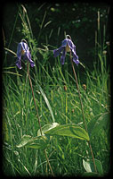 Solitary clematis (Clematis integrifolia), the protected plant of forebank meadows