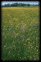 Flood plain fresh hayfield