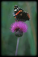 Atalanta butterfly - Vanessa atalanta