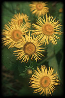 Large yellow ox-eye (Telekia speciosa)