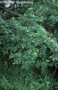 Acer tataricum L. - Tatárjuhar
