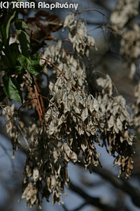 Ailanthus altissima (Mill.) Swingle - Bálványfa