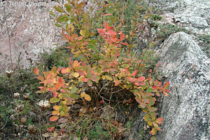Berberis vulgaris L. - Sóskaborbolya