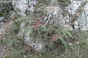 Cotoneaster horizontalis Decaisne - Kerti madárbirs