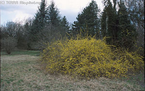 Forsythia suspensa (Thunb.) Vahl - Bókoló aranyfa