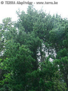 Pinus cembra L. - Cirbolyafenyő