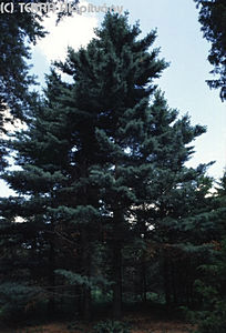 Pinus strobus L. - Simafenyő