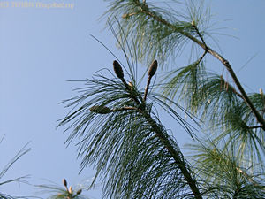 Pinus wallichiana (Mc Clelland) A. B. Jacks - Himalájai selyemfenyő