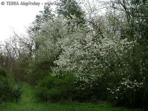 Prunus cerasifera Ehrh. - Cseresznyeszilva