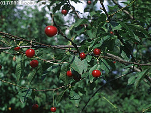 Prunus cerasus L. - Meggy