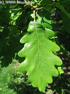Quercus petraea (Mattuschka) Lieblein - Kocsánytalan tölgy