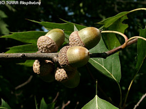 Quercus rubra L. - Vrs tlgy