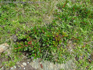 Rhododendron myrtifolium Schott et Kotsch - Erdélyi havasszépe