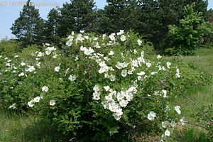 Rosa canina L. - Gyepűrózsa