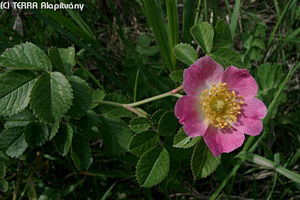 Rosa rubiginosa L. - Rozsdaszínű rózsa