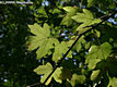 Acer campestre L. - Mezei juhar