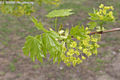 Acer platanoides L. - Korai juhar