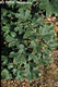 Acer pseudo-platanus L. - Hegyi juhar