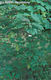 Acer pseudo-platanus L. - Hegyi juhar