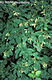 Acer tataricum L. - Tatárjuhar
