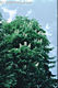 Aesculus hippocastanum L. - Vadgesztenye