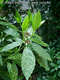 Aucuba japonica Thunb. - Japánsom