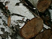 Betula pendula Roth - Közönséges nyír