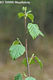 Betula pubescens Ehrh. - Szőrös nyír