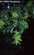Carpinus betulus L. - Közönséges gyertyán