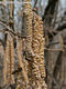 Corylus avellana L. - Közönséges mogyoró