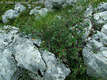 Cotoneaster integerrimus Medic. - Piros madárbirs