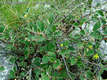 Cotoneaster integerrimus Medic. - Piros madárbirs