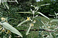 Elaeagnus angustifolia L. - Keskenylevelű ezüstfa