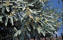 Elaeagnus angustifolia L. - Keskenylevelű ezüstfa