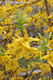 Forsythia suspensa (Thunb.) Vahl - Bókoló aranyfa