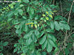 Fraxinus angustifolia Vahl subsp. pannonica Soó et Simon - Magyar kőris