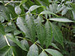 Fraxinus excelsior L. - Magas kőris