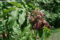 Fraxinus ornus L. - Virágos kőris