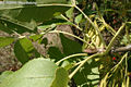 Fraxinus pennsylvanica Marsh. - Vörös kőris