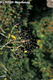 Ligustrum vulgare L. - Közönséges fagyal