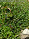 Loiseleuria procumbens (L.) Desv. - Loiseleur-hanga
