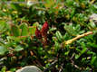 Loiseleuria procumbens (L.) Desv. - Loiseleur-hanga