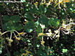 Lonicera caprifolium L. - Jerikói lonc